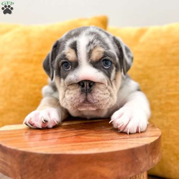 Dorothy, English Bulldog Puppy