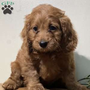 Poppy, Cavapoo Puppy