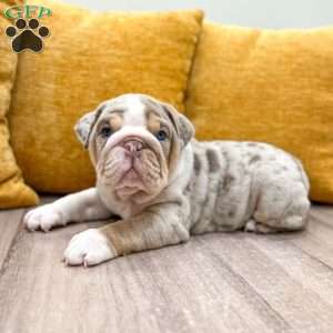 Arthur, English Bulldog Puppy