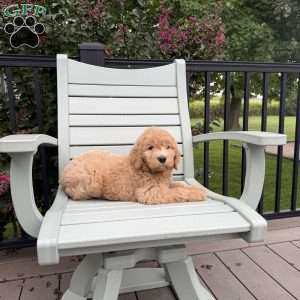 Ginger, Goldendoodle Puppy