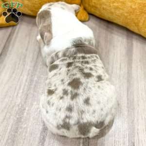 Arthur, English Bulldog Puppy