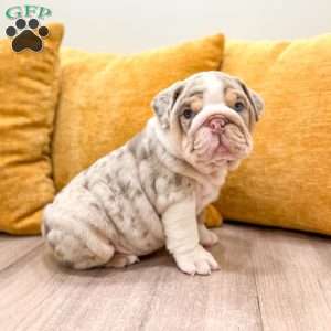 Arthur, English Bulldog Puppy