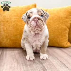 Arthur, English Bulldog Puppy