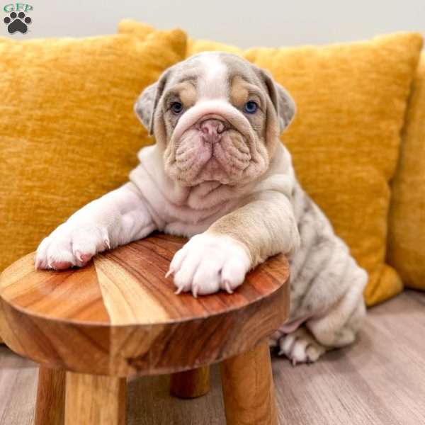 Arthur, English Bulldog Puppy
