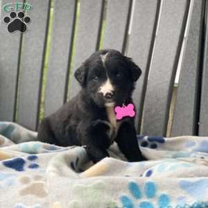 Sage, Bernese Golden Mountain Dog Puppy