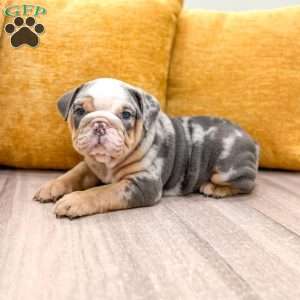 Charles, English Bulldog Puppy