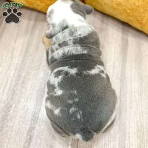 Charles, English Bulldog Puppy