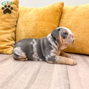 Charles, English Bulldog Puppy