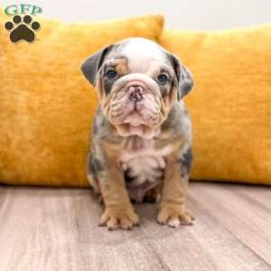 Charles, English Bulldog Puppy