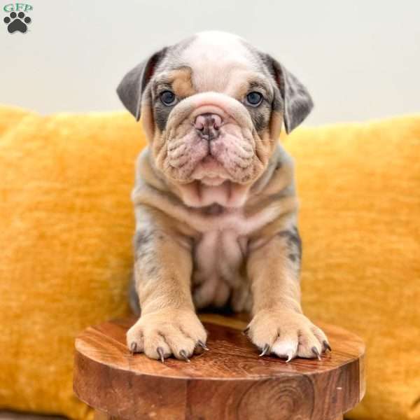 Charles, English Bulldog Puppy