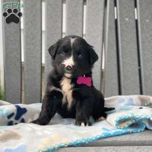 Sage, Bernese Golden Mountain Dog Puppy