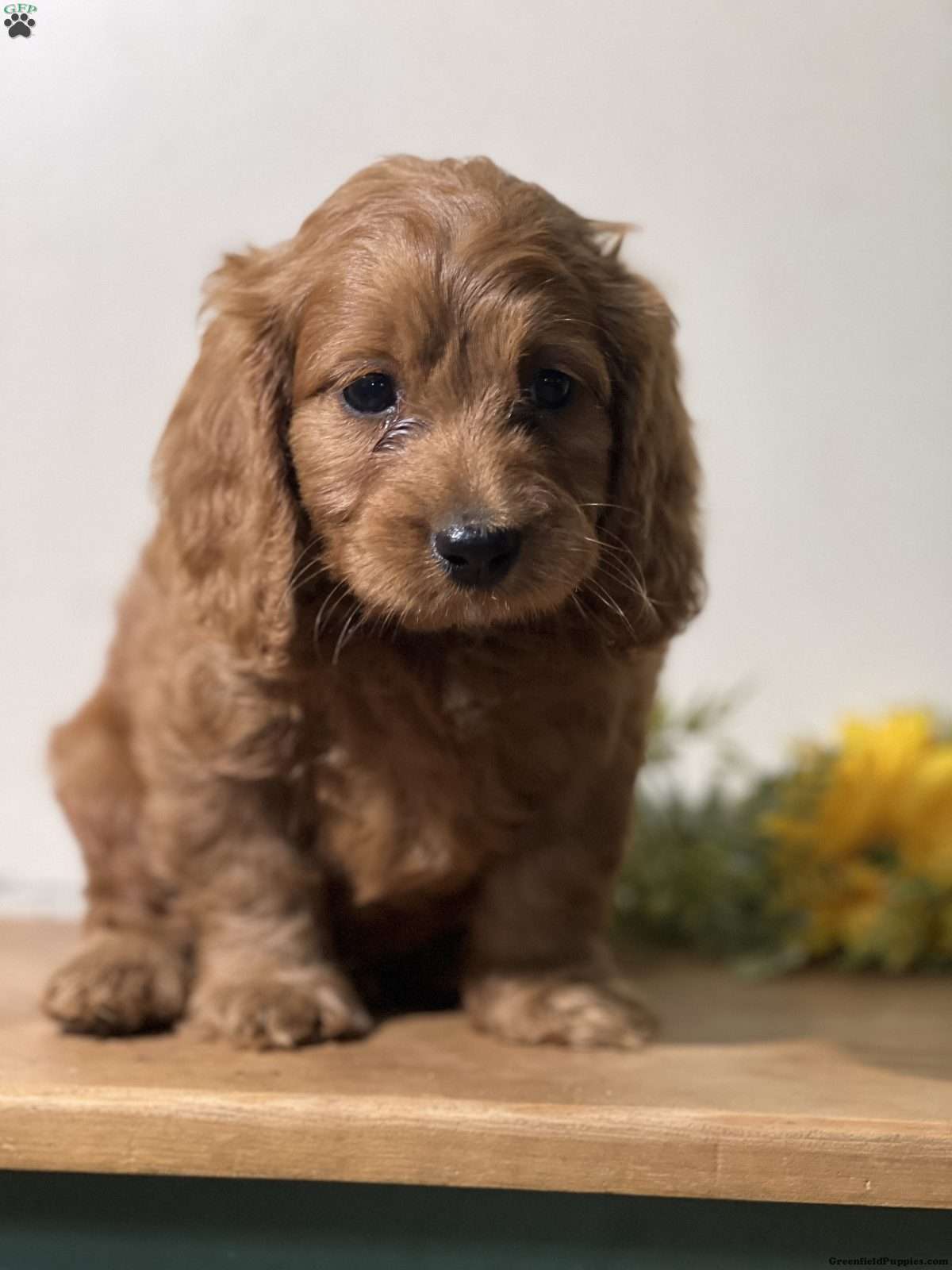 Poppy (Cavapoo, Male) in St Johnsville, NY