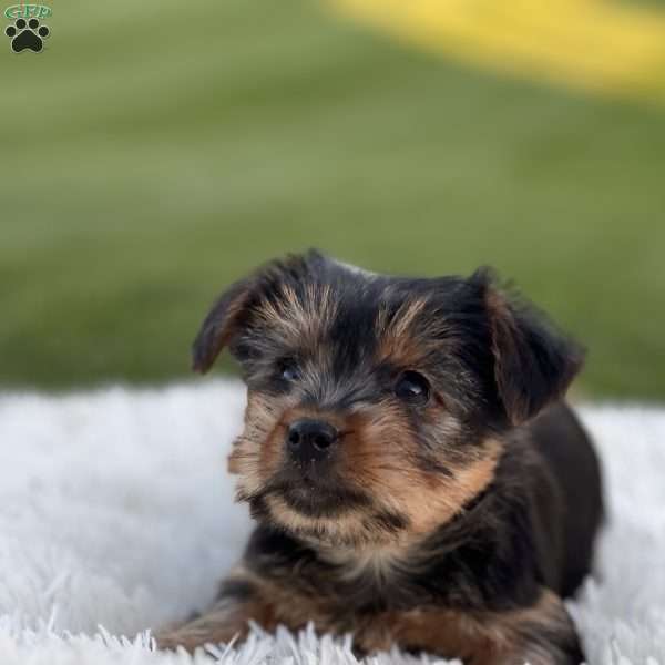 Danica, Yorkie Puppy