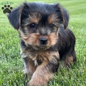 Daniel, Yorkie Puppy