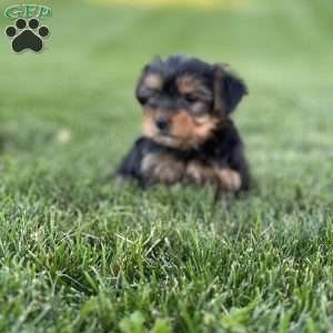 Danica, Yorkie Puppy
