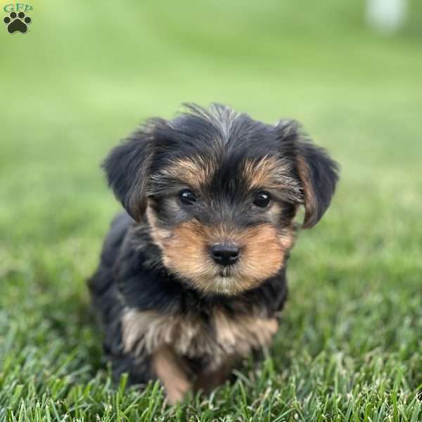 Daniel, Yorkie Puppy