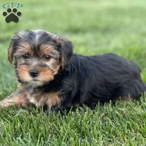 Dondy, Yorkie Puppy