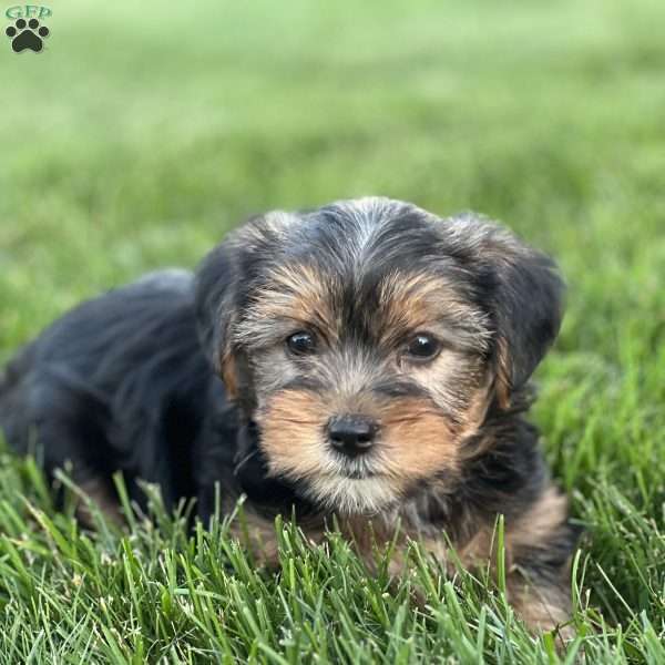 Dondy, Yorkie Puppy