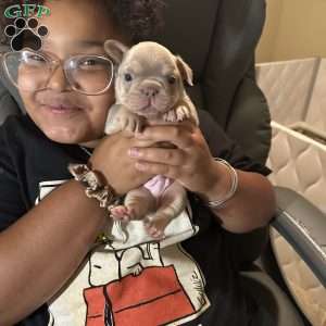 Mars, French Bulldog Puppy