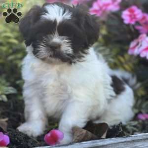 Peter, Shih Tzu Mix Puppy