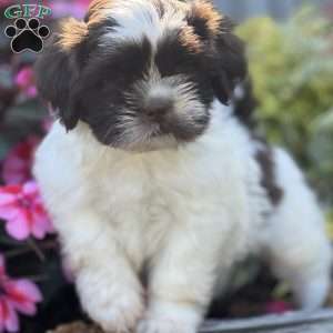 Peter, Shih Tzu Mix Puppy
