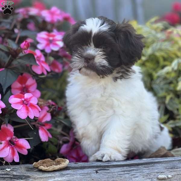 Peter, Shih Tzu Mix Puppy
