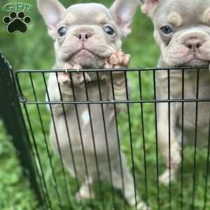 Mars, French Bulldog Puppy