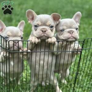 Mars, French Bulldog Puppy