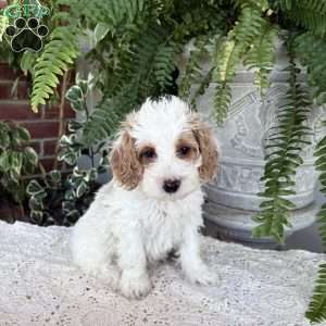 Buddy, Cockapoo Puppy