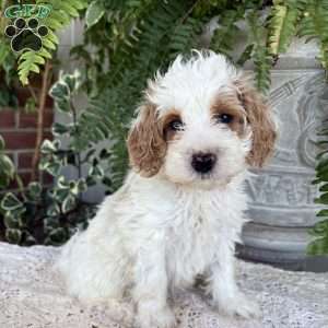Buddy, Cockapoo Puppy