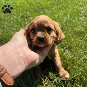 Theo, Cavalier King Charles Spaniel Puppy