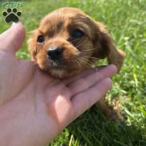 Theo, Cavalier King Charles Spaniel Puppy