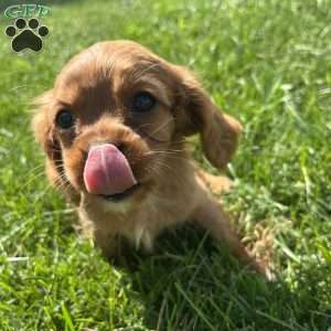 Theo, Cavalier King Charles Spaniel Puppy