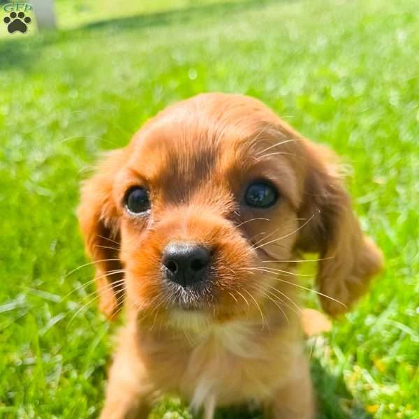 Theo, Cavalier King Charles Spaniel Puppy