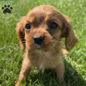 Theo, Cavalier King Charles Spaniel Puppy