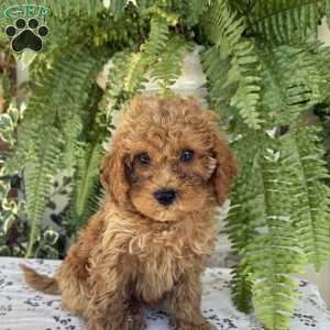Ruby, Cockapoo Puppy
