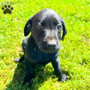 Charlotte, Black Labrador Retriever Puppy