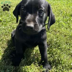 Charlotte, Black Labrador Retriever Puppy