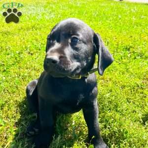 Charlotte, Black Labrador Retriever Puppy