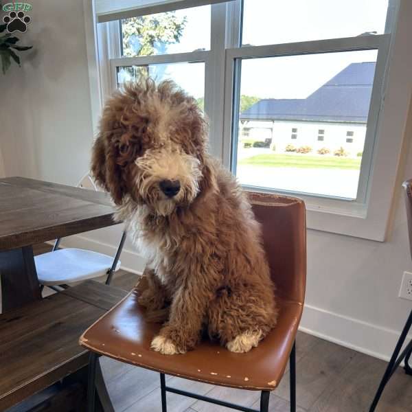 Hunter, Mini Bernedoodle Puppy