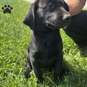 Charlotte, Black Labrador Retriever Puppy