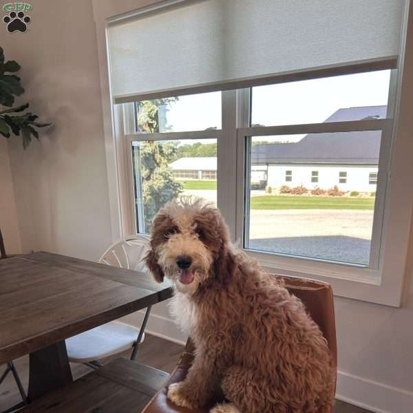 Charlie, Mini Bernedoodle Puppy