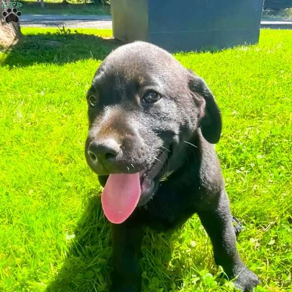Charlotte, Black Labrador Retriever Puppy