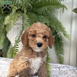 Violet, Cockapoo Puppy