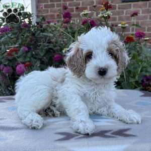 Buddy, Cockapoo Puppy
