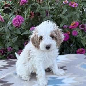 Buddy, Cockapoo Puppy