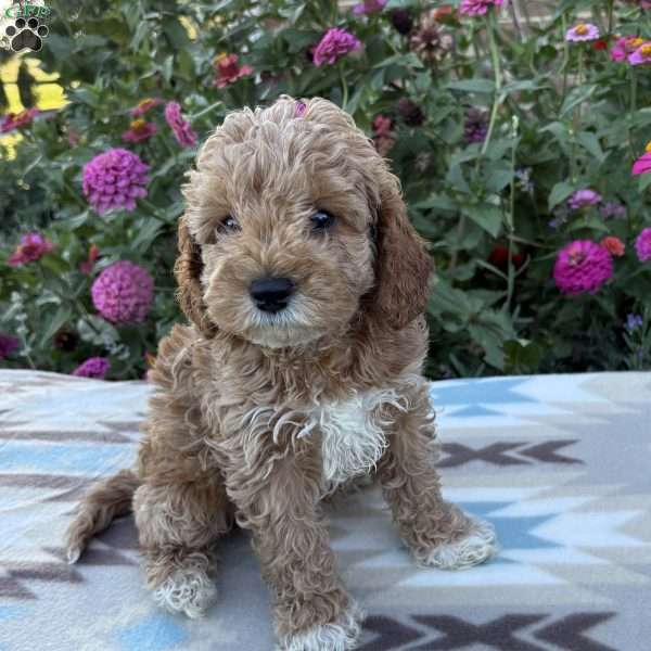 Riley, Cockapoo Puppy