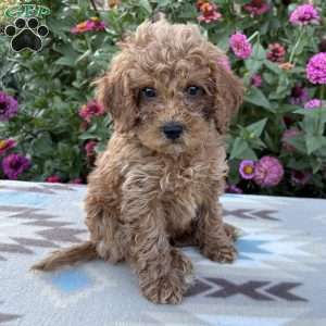 Ruby, Cockapoo Puppy