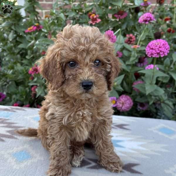 Ruby, Cockapoo Puppy