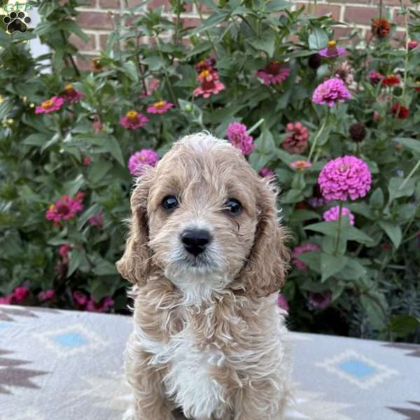 Bella, Cockapoo Puppy
